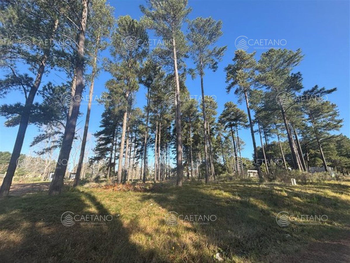 Chacras del Pinar - GoPunta - Portal Inmobiliario de Punta del Este - Maldonado