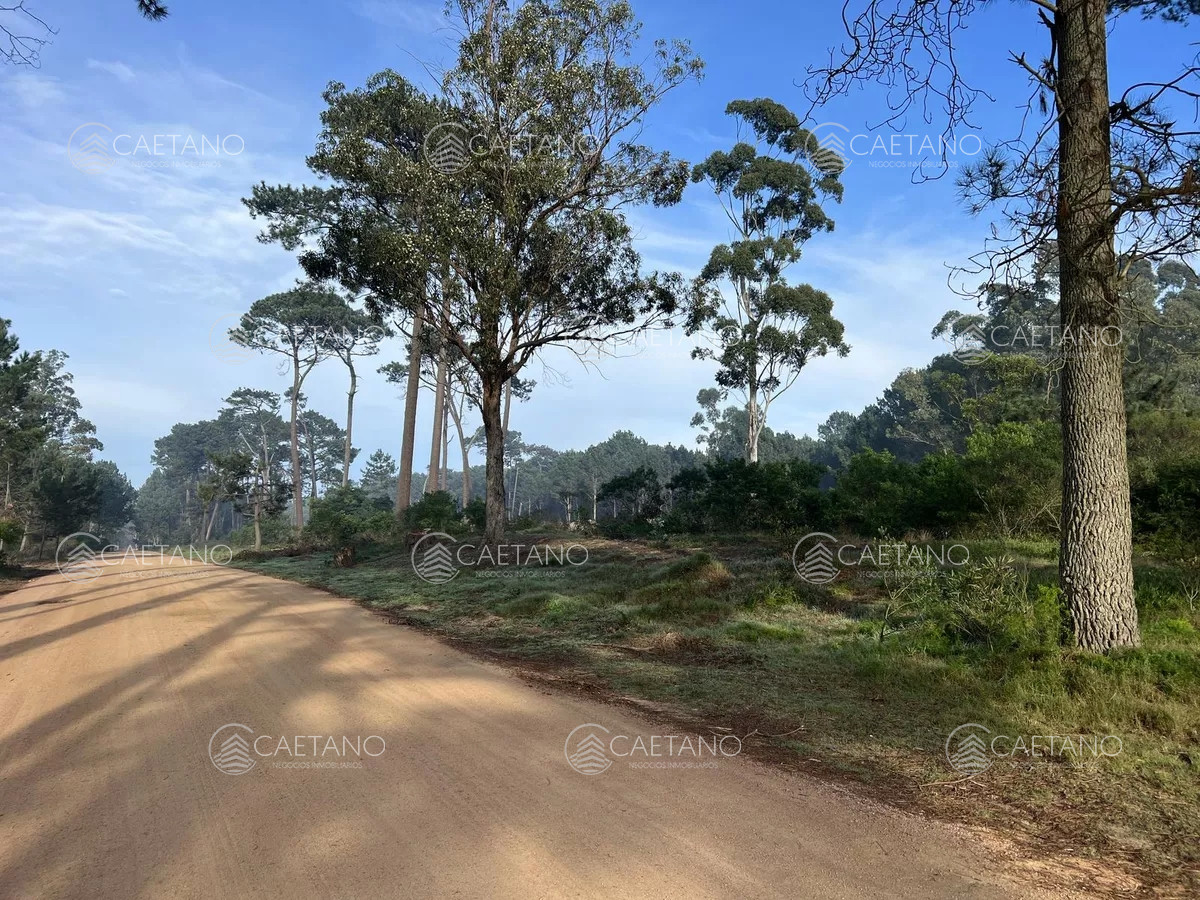Burnett - GoPunta - Portal Inmobiliario de Punta del Este - Maldonado