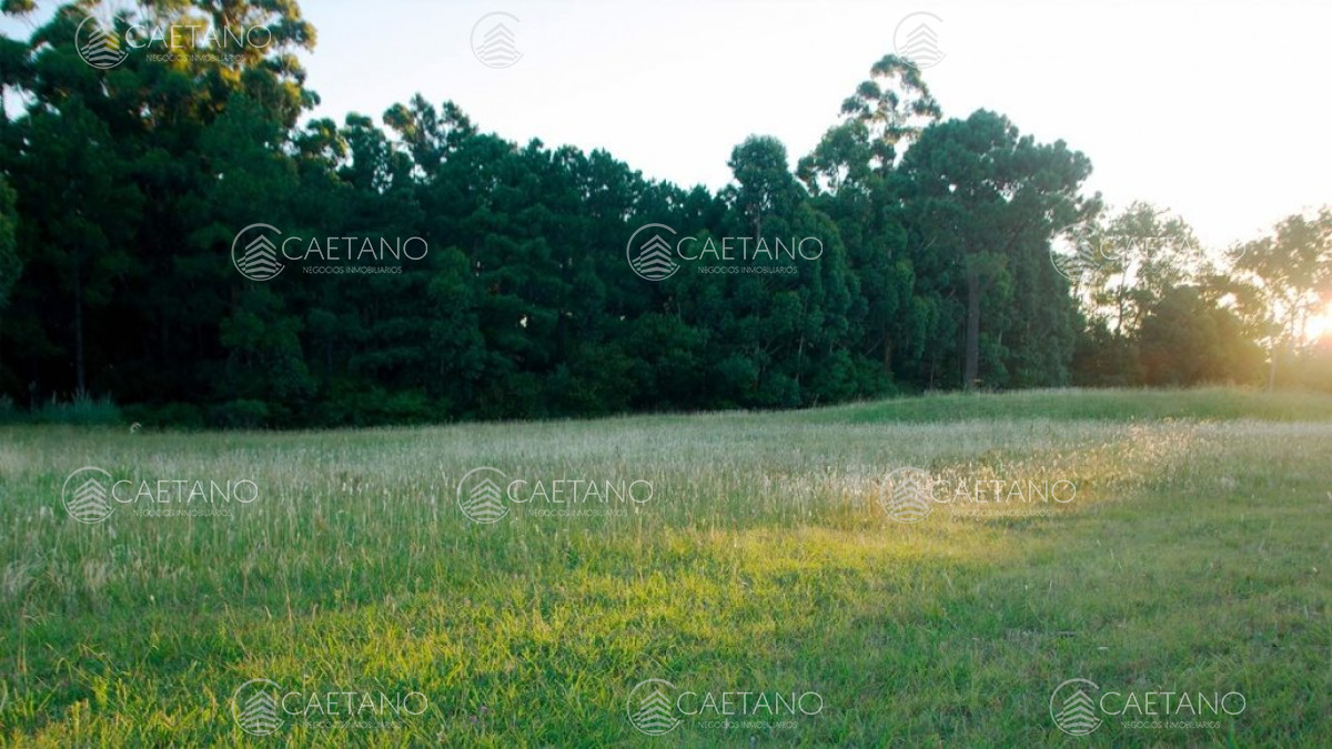 Los Tordillos - GoPunta - Portal Inmobiliario de Punta del Este - Maldonado