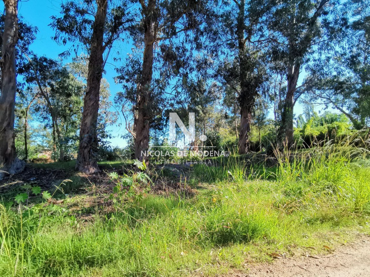 Terreno