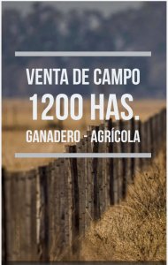 Soriano 1200 has 