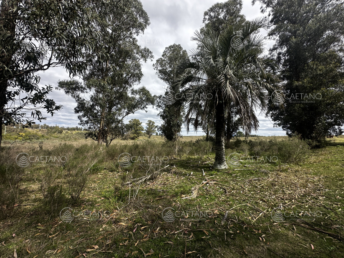Zona Rural - GoPunta - Portal Inmobiliario de Punta del Este - Maldonado