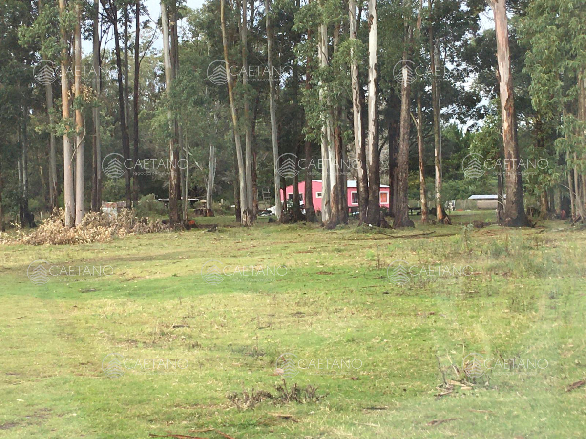 La Pataia - GoPunta - Portal Inmobiliario de Punta del Este - Maldonado