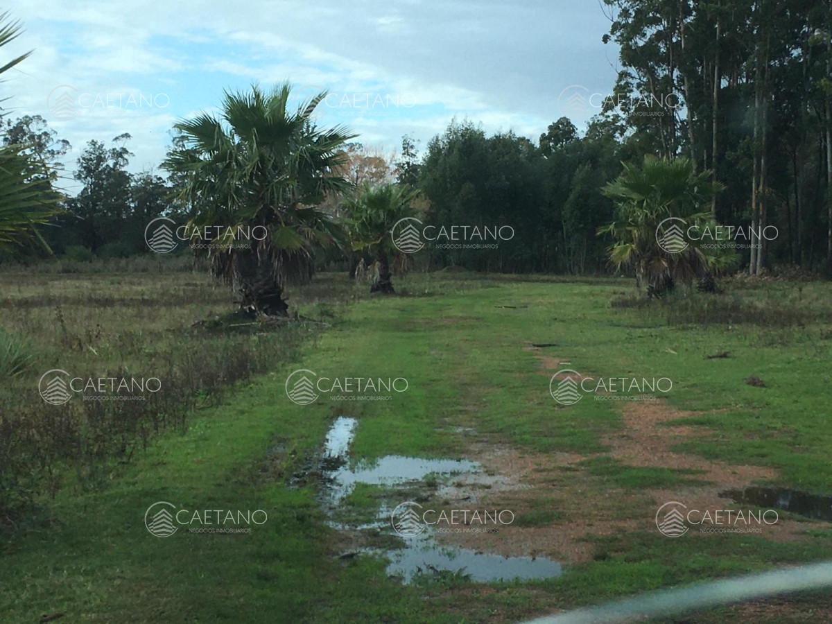 La Pataia - GoPunta - Portal Inmobiliario de Punta del Este - Maldonado