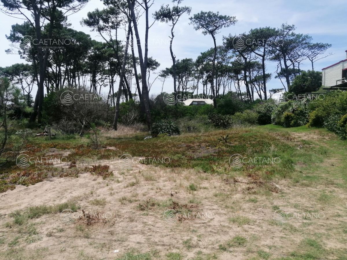 Chihuahua - GoPunta - Portal Inmobiliario de Punta del Este - Maldonado