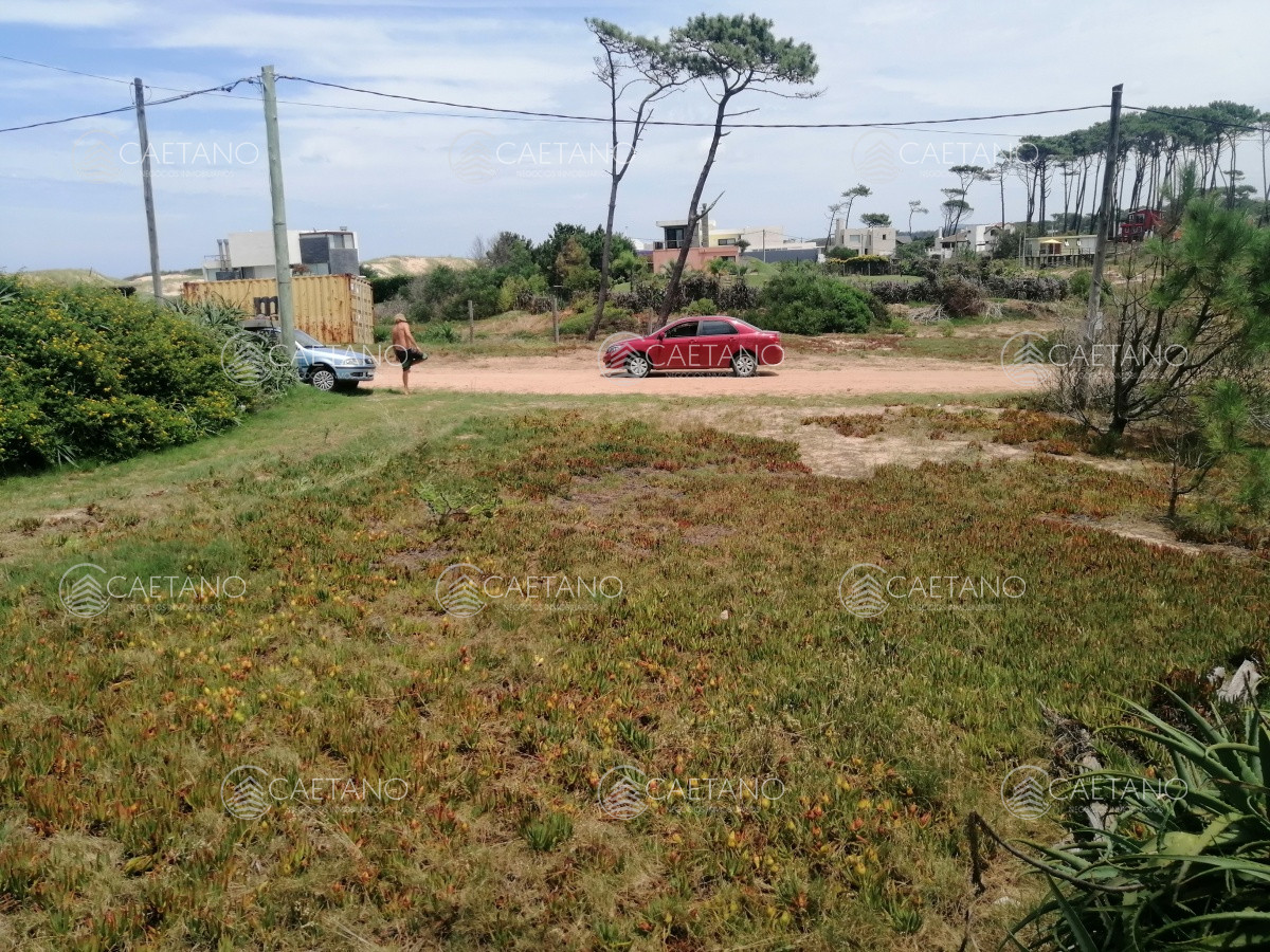 Chihuahua - GoPunta - Portal Inmobiliario de Punta del Este - Maldonado