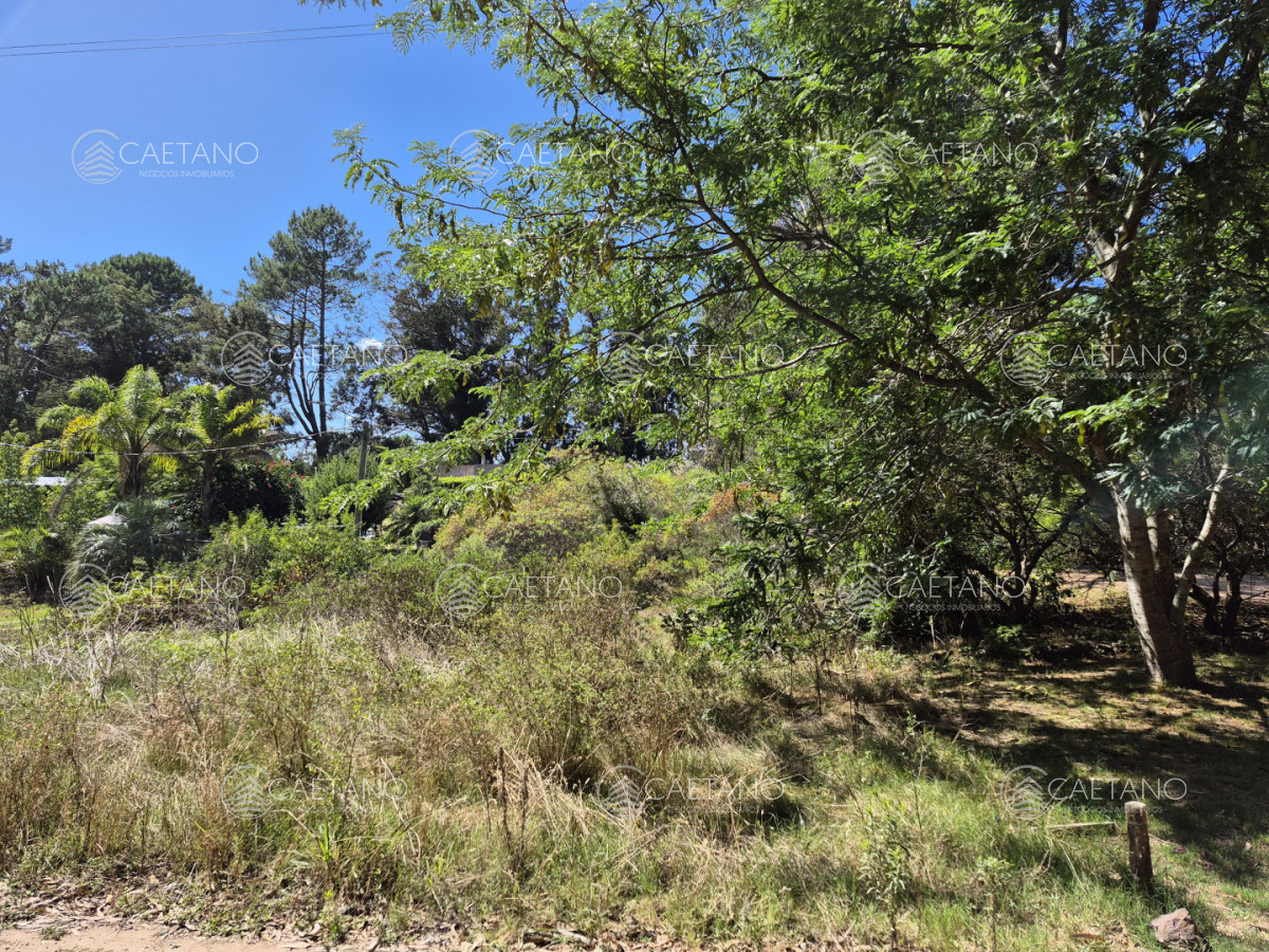 Lote ocean parck - DMC16883T