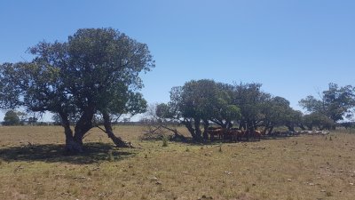 Chacra en Zona Rural - Zona Rural