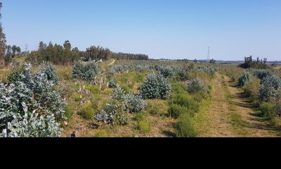 Venta chacra forestada