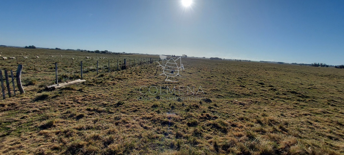 Venta campo ideal para fraccionar en chacras codigo 6003 - GoPunta - Portal Inmobiliario de Punta del Este - Maldonado
