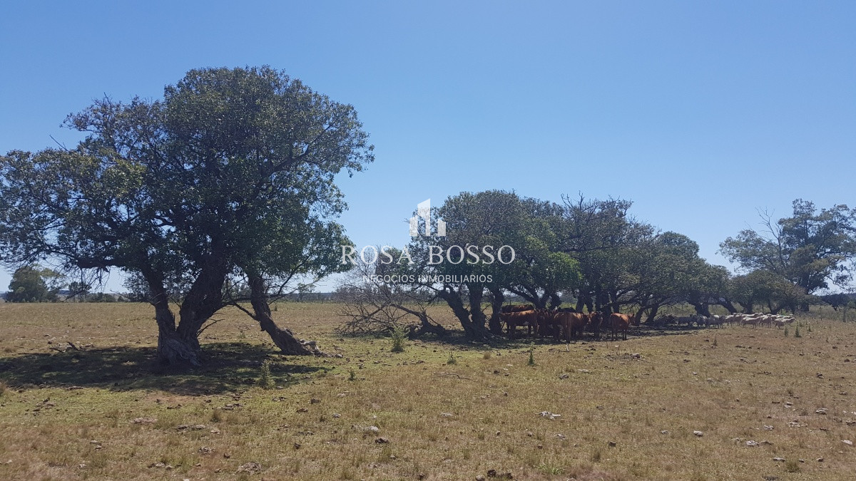 Chacra, Venta, José Ignacio, 10 hectareas - GoPunta - Portal Inmobiliario de Punta del Este - Maldonado