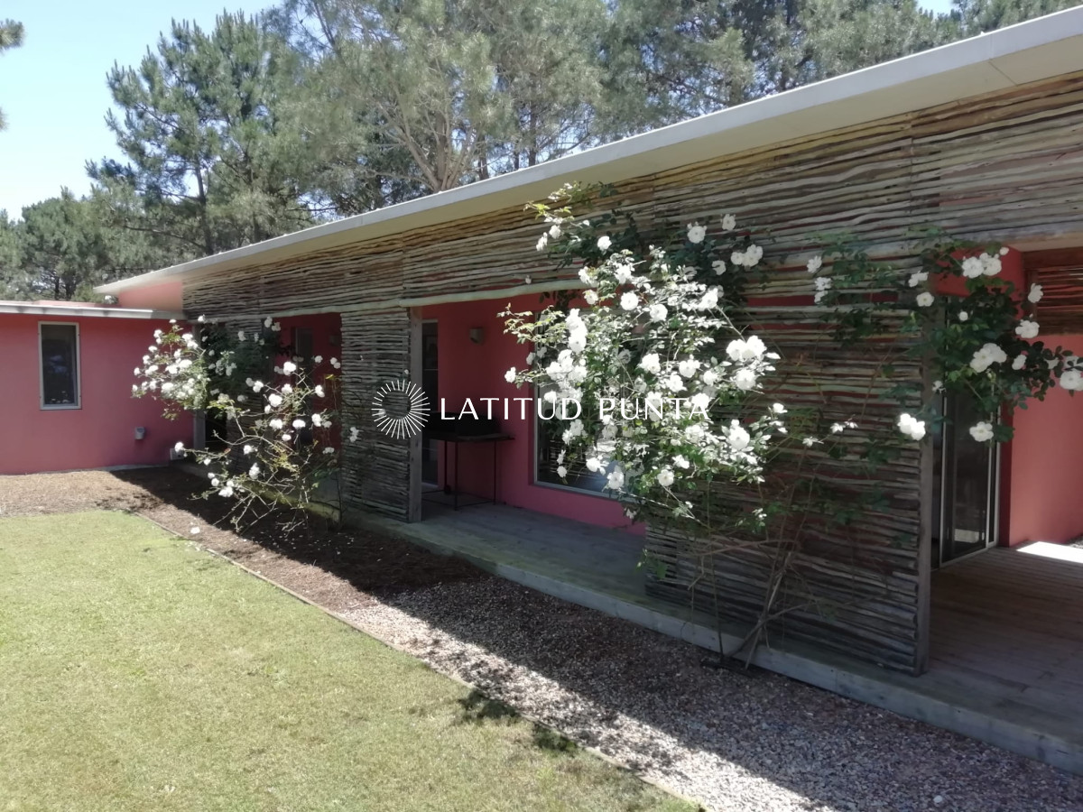 Chihuahua - GoPunta - Portal Inmobiliario de Punta del Este - Maldonado