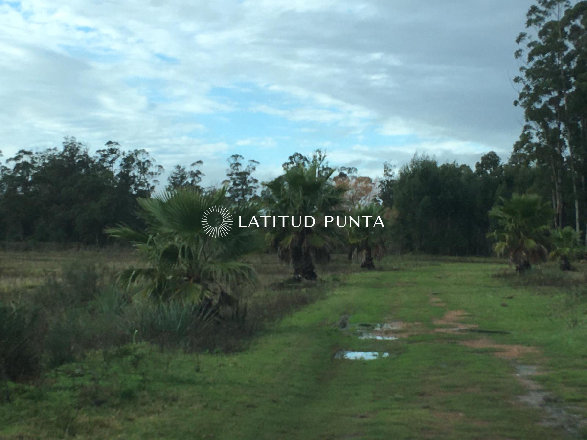 La Pataia - GoPunta - Portal Inmobiliario de Punta del Este - Maldonado