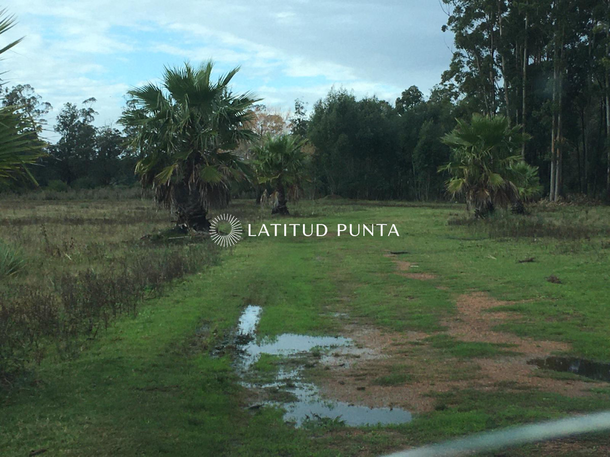 La Pataia - GoPunta - Portal Inmobiliario de Punta del Este - Maldonado