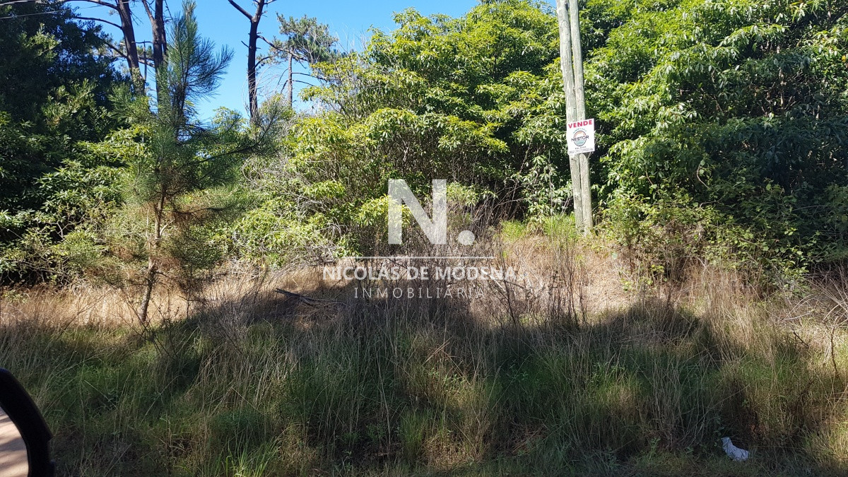 Portezuelo Bosque - GoPunta - Portal Inmobiliario de Punta del Este - Maldonado