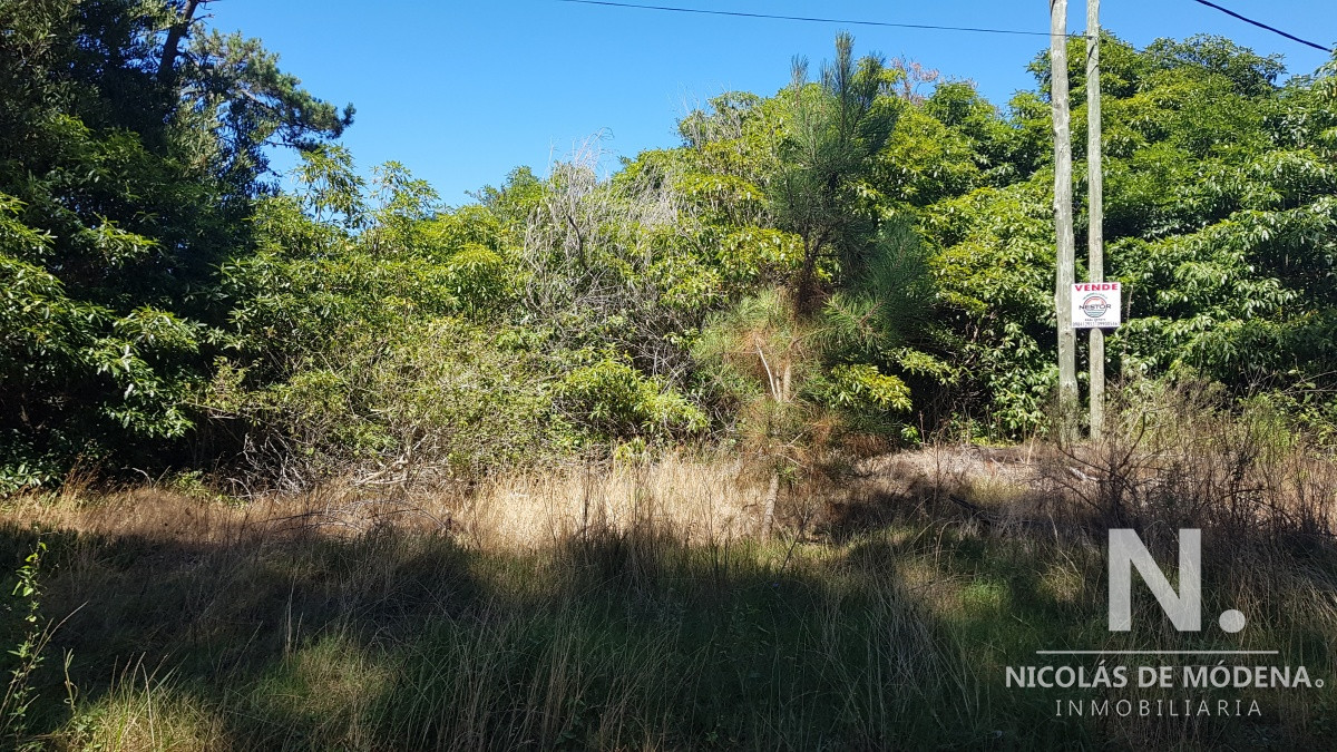 Portezuelo Bosque - GoPunta - Portal Inmobiliario de Punta del Este - Maldonado