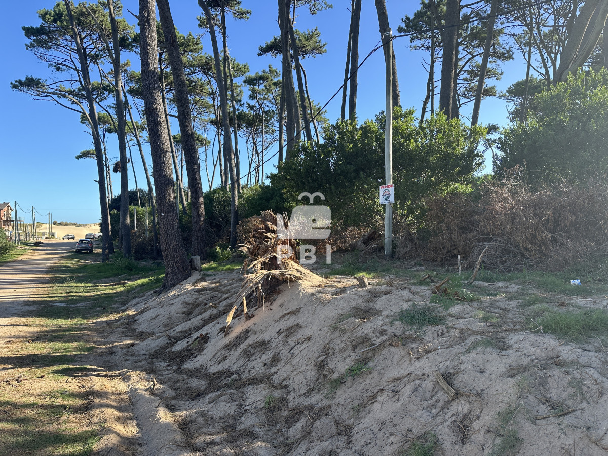 Chihuahua - GoPunta - Portal Inmobiliario de Punta del Este - Maldonado