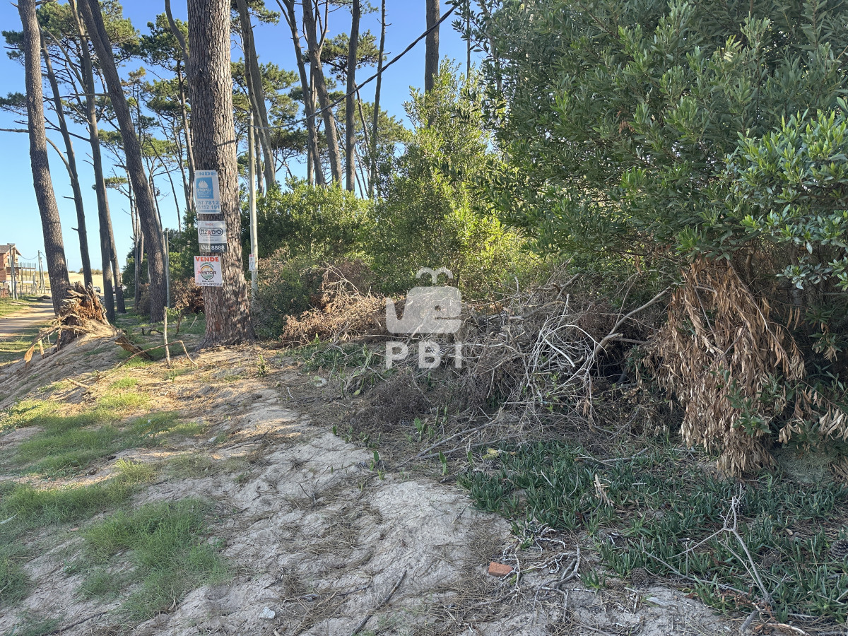 Chihuahua - GoPunta - Portal Inmobiliario de Punta del Este - Maldonado