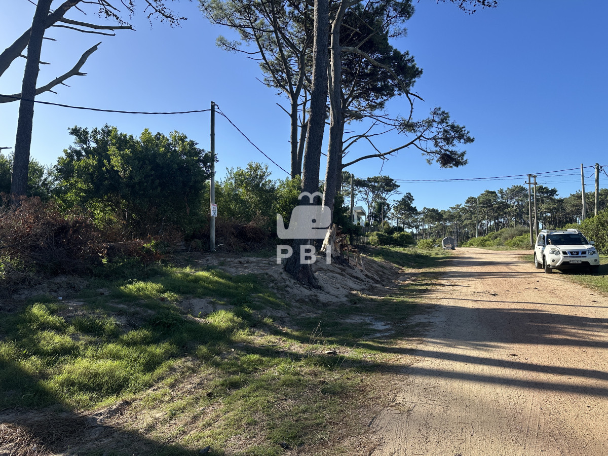 Chihuahua - GoPunta - Portal Inmobiliario de Punta del Este - Maldonado