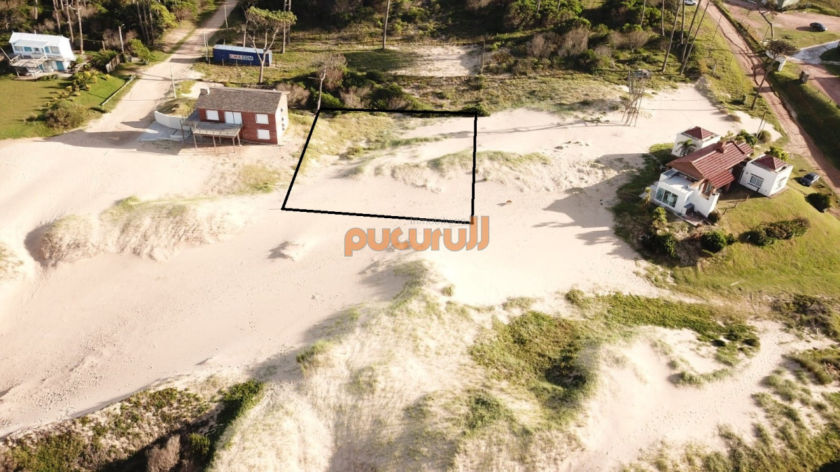 Chihuahua - GoPunta - Portal Inmobiliario de Punta del Este - Maldonado