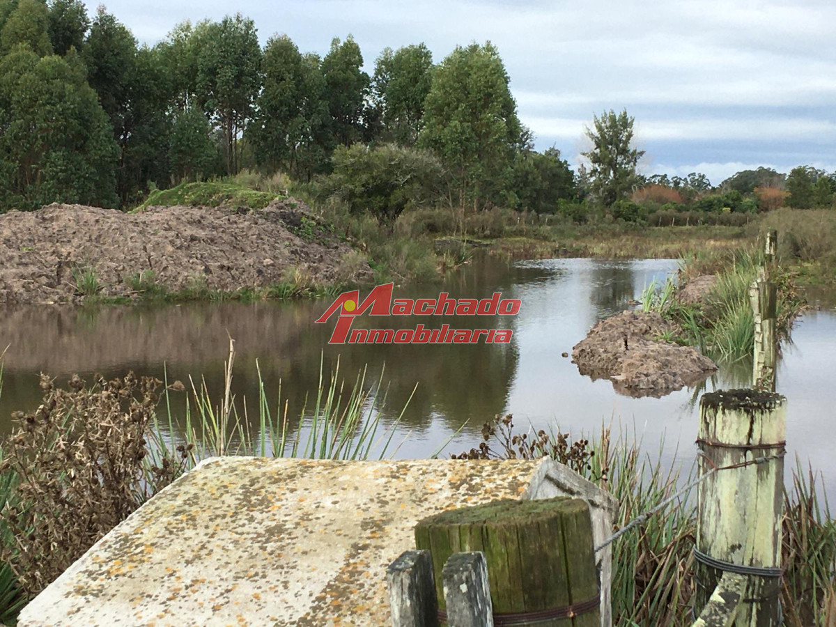 La Pataia - GoPunta - Portal Inmobiliario de Punta del Este - Maldonado