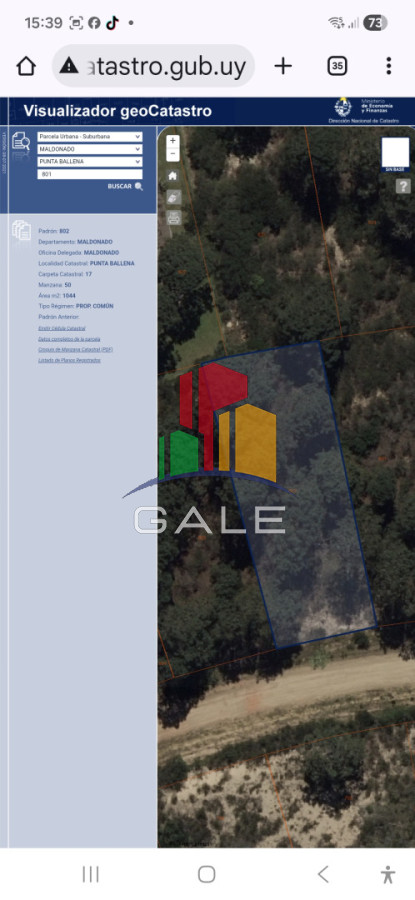 Lote chihuahua - GAL5070T