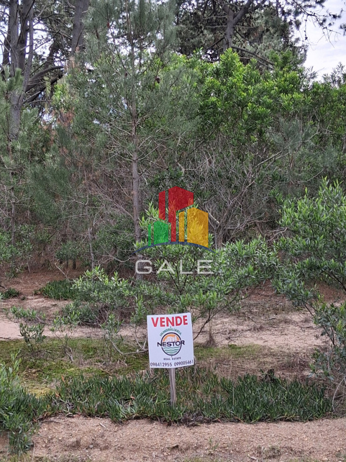 Gale Propiedades & Escribanía Terreno ID.5071 - Terreno en Punta Ballena, Chihuahua