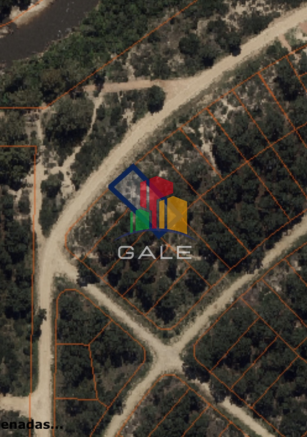 Chihuahua - GoPunta - Portal Inmobiliario de Punta del Este - Maldonado