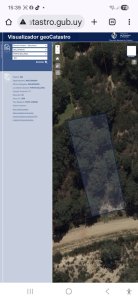Lote chihuahua