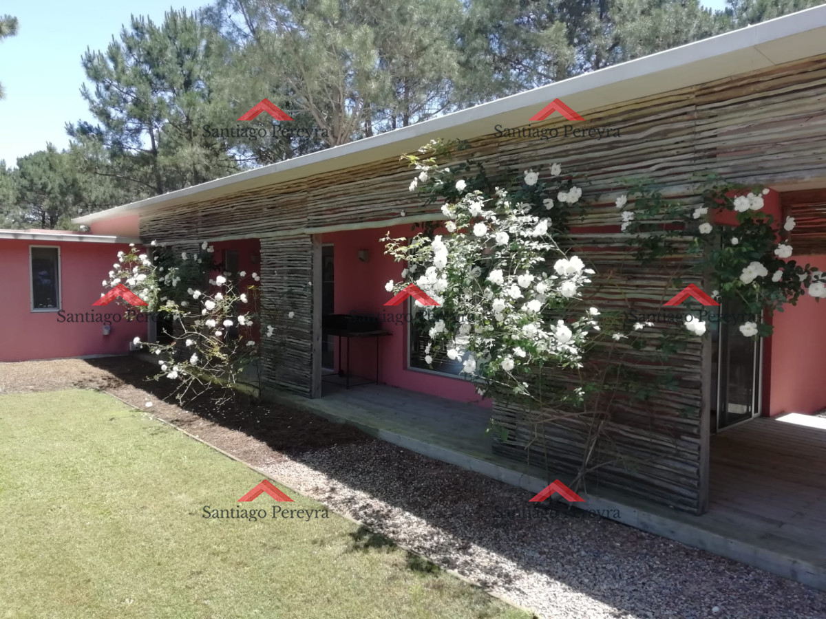 Chihuahua - GoPunta - Portal Inmobiliario de Punta del Este - Maldonado