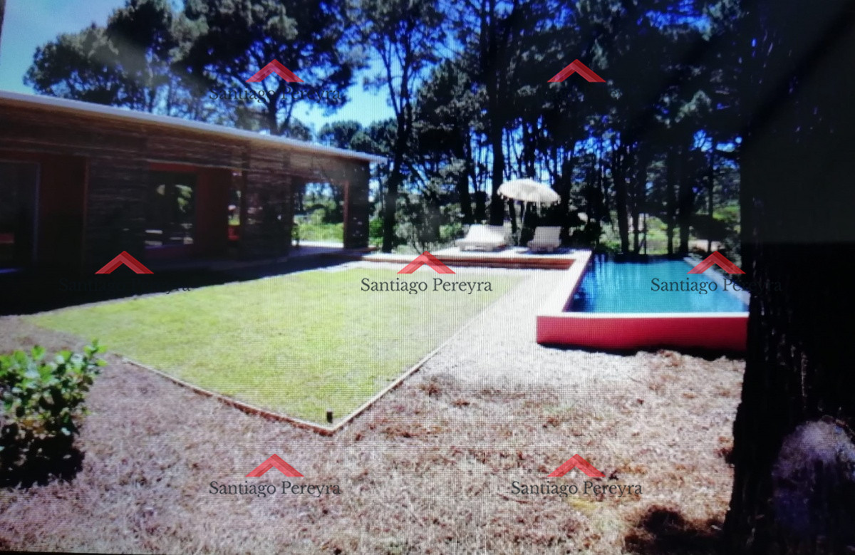 Chihuahua - GoPunta - Portal Inmobiliario de Punta del Este - Maldonado