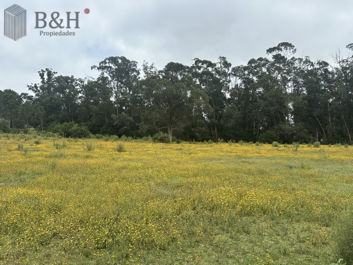 Chacra ID.7179 - Venta chacra en zona La Pataia Punta Ballena 
