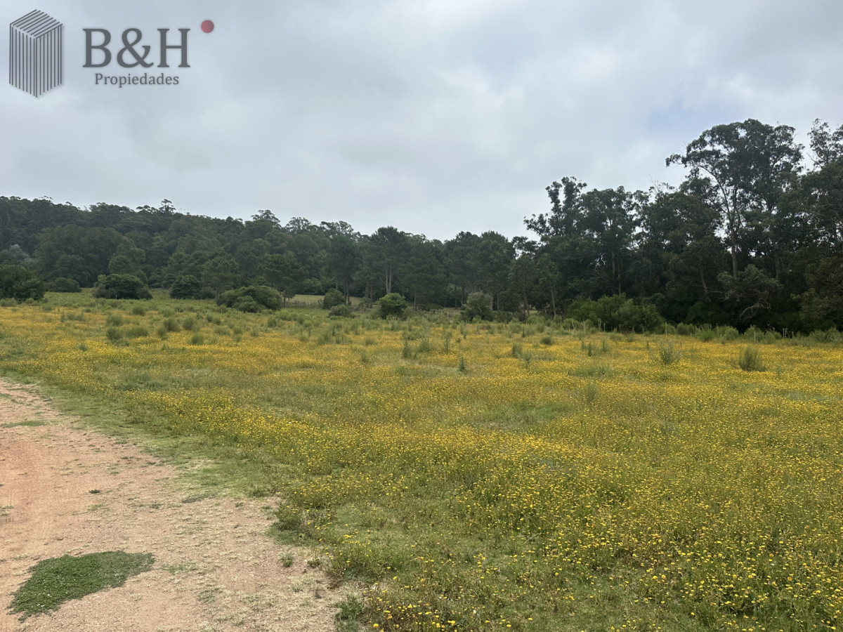 Chacra ID.7179 - Venta chacra en zona La Pataia Punta Ballena 