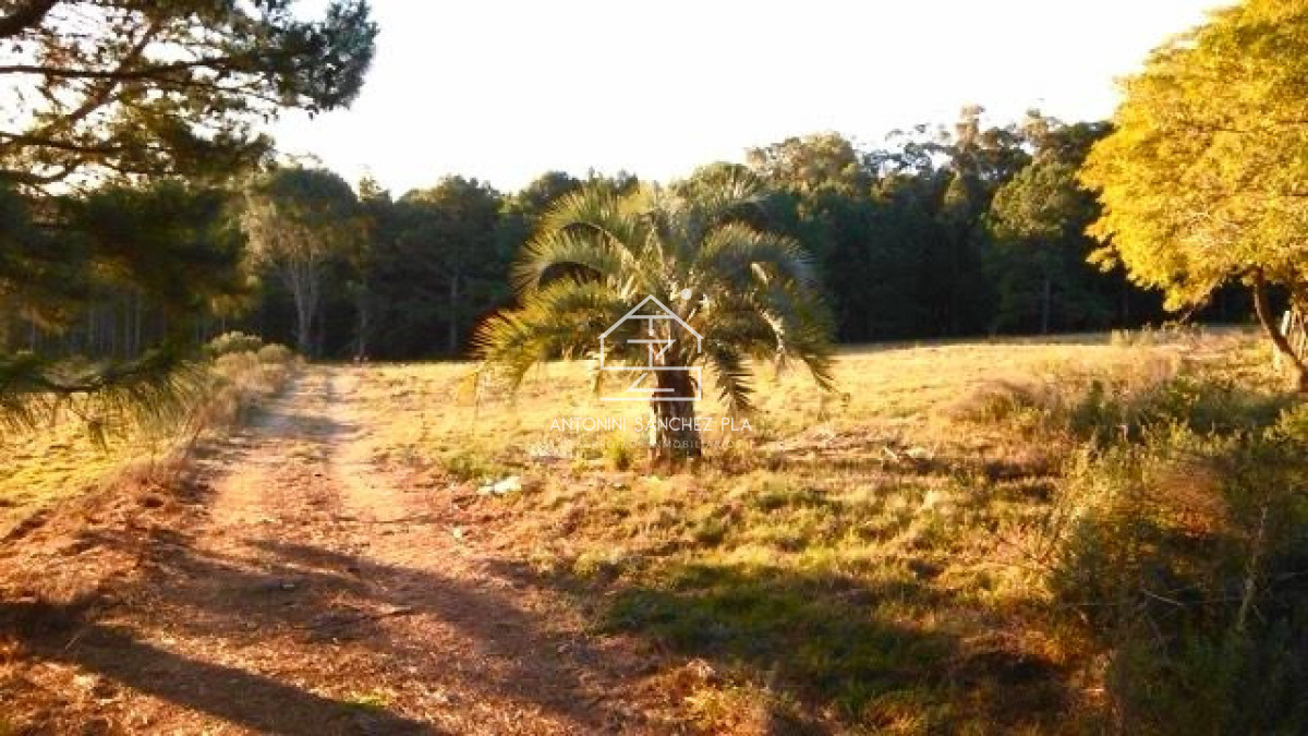 Chacra ID.4045 - Venta chacra sobre camino La pataia Punta Ballena 