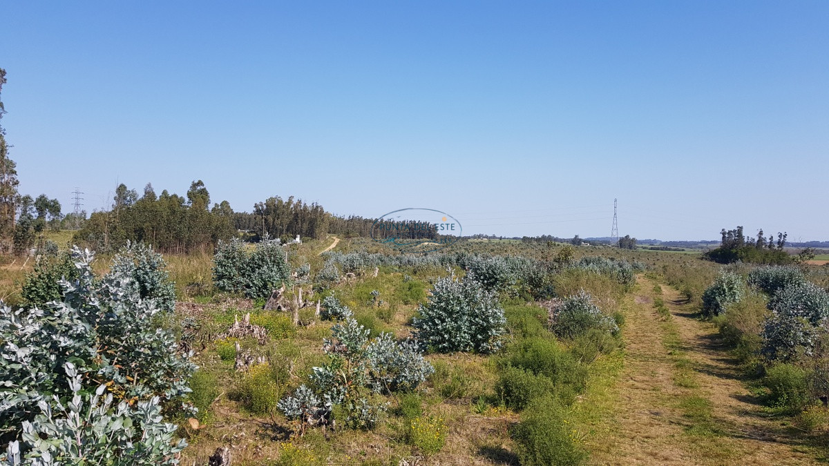 Chacra ID.125 - Venta chacra forestada, 3 has San Carlos