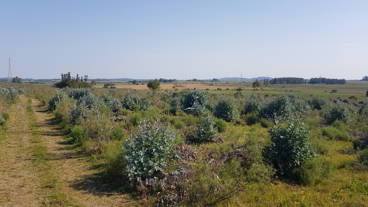 Chacra ID.125 - Venta chacra forestada, 3 has San Carlos