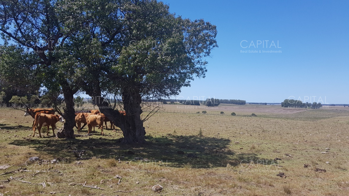 Chacra ID.38587 - Chacra en Zona Rural - Zona Rural