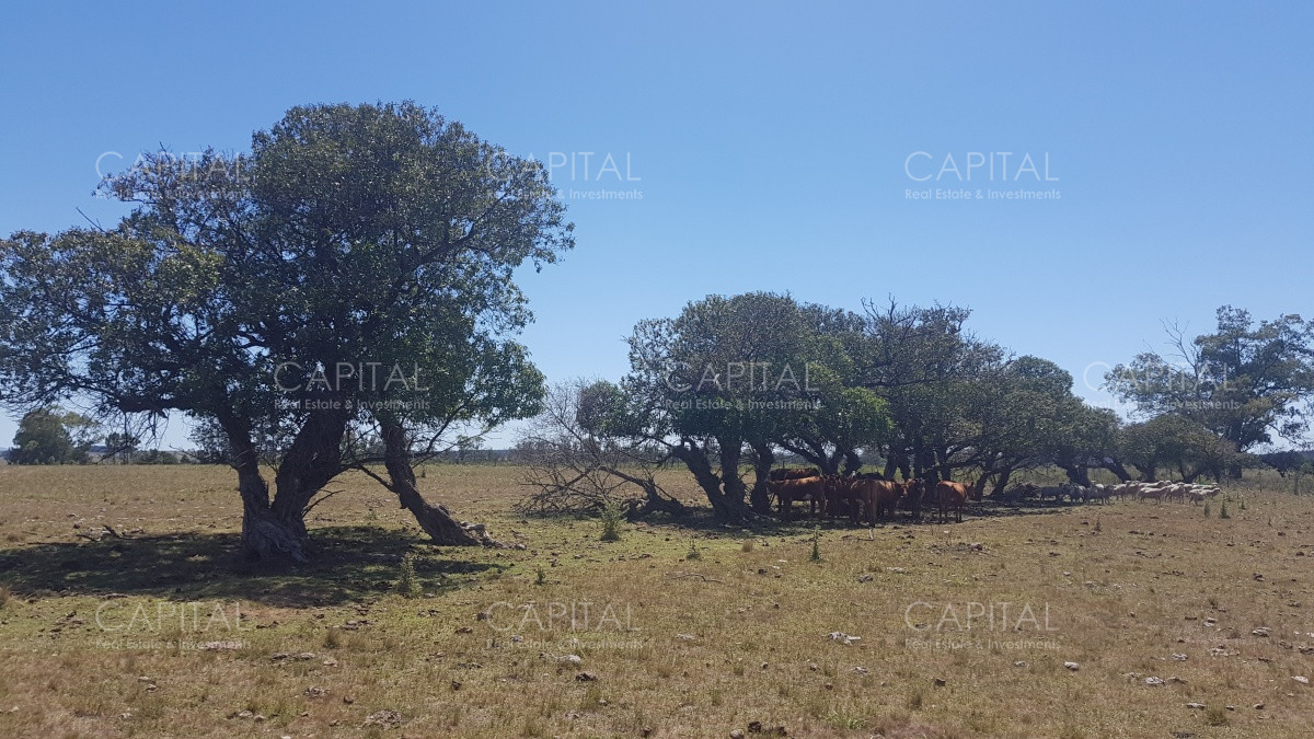 Chacra ID.38587 - Chacra en Zona Rural - Zona Rural