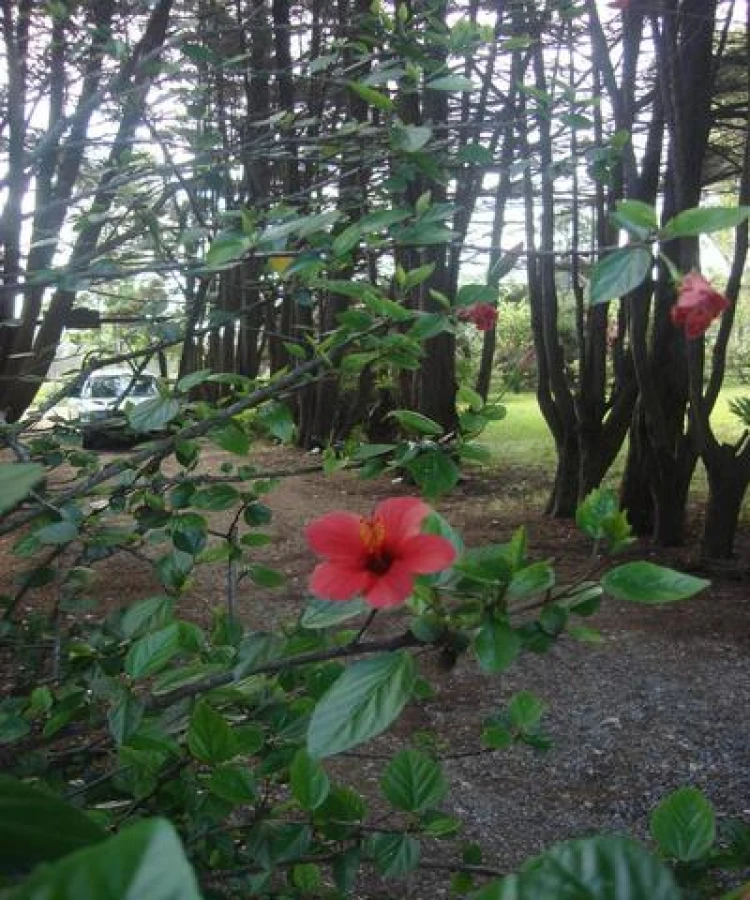 Casa ID.233 - Hermosa casa quinta compuesta de 3 construcciones, Casa de Huéspedes