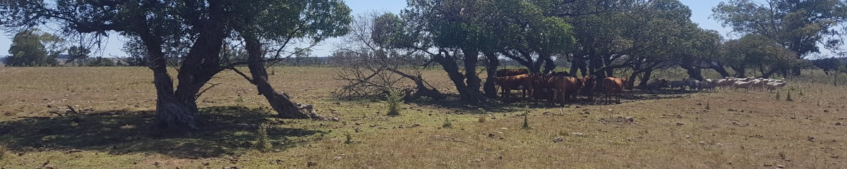 Chacra en Zona Rural - Zona Rural