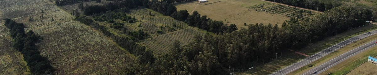 Venta chacra con plantación arándanos