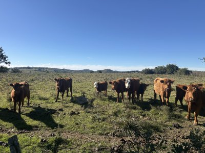 Venta Chacra en Pueblo Edén, Maldonado 