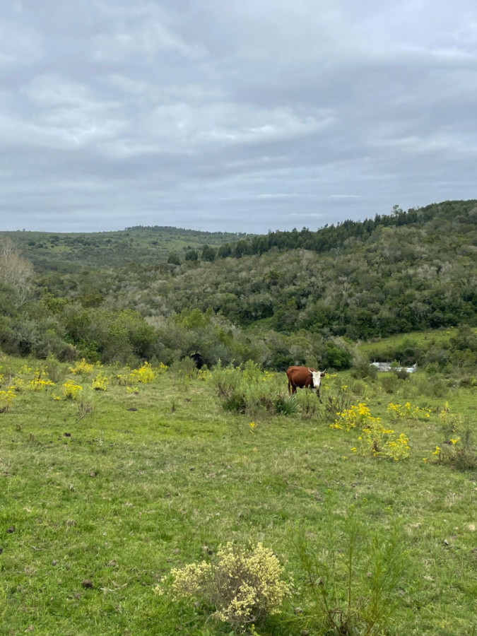 Venta chacra en Rocha 