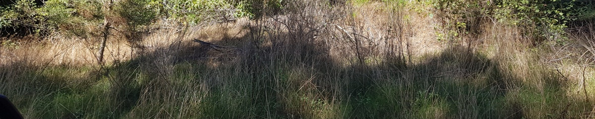 Terreno en Punta Ballena, Portezuelo Bosque