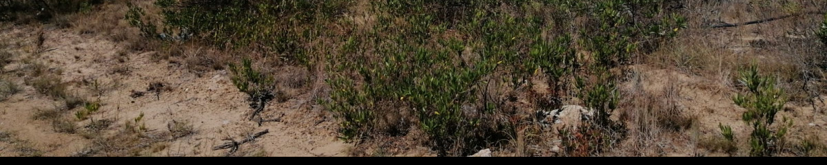 Lote junto al mar