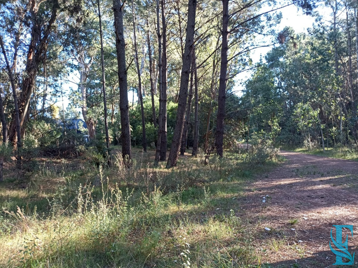 Terreno ID.39 - Terreno en Punta del Este, Pinares