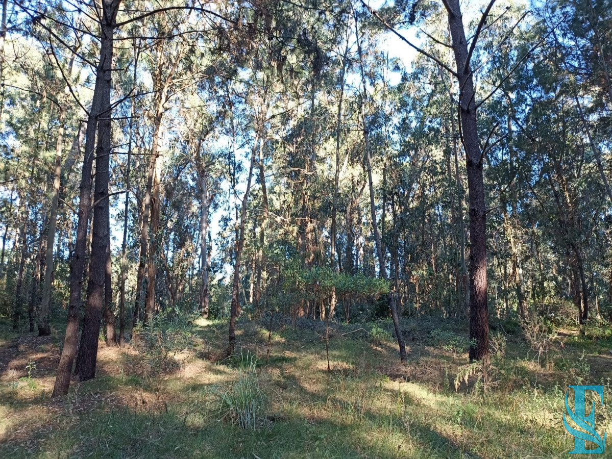 Terreno ID.39 - Terreno en Punta del Este, Pinares