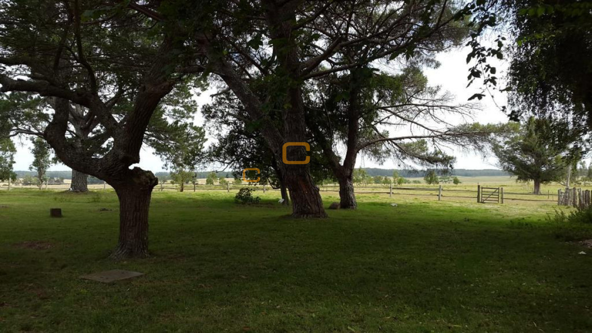 Chacra ID.696 - Chacra de 75 Hectáreas en Ruta 9 a la altura de José Ignacio