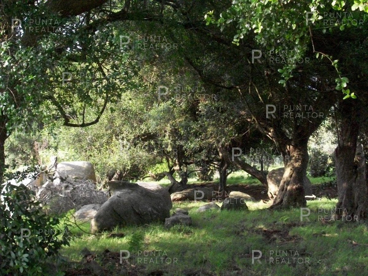 Chacra ID.159 - Chacra en Garzon imperdible, 10 hectáreas, con arroyo, monte.