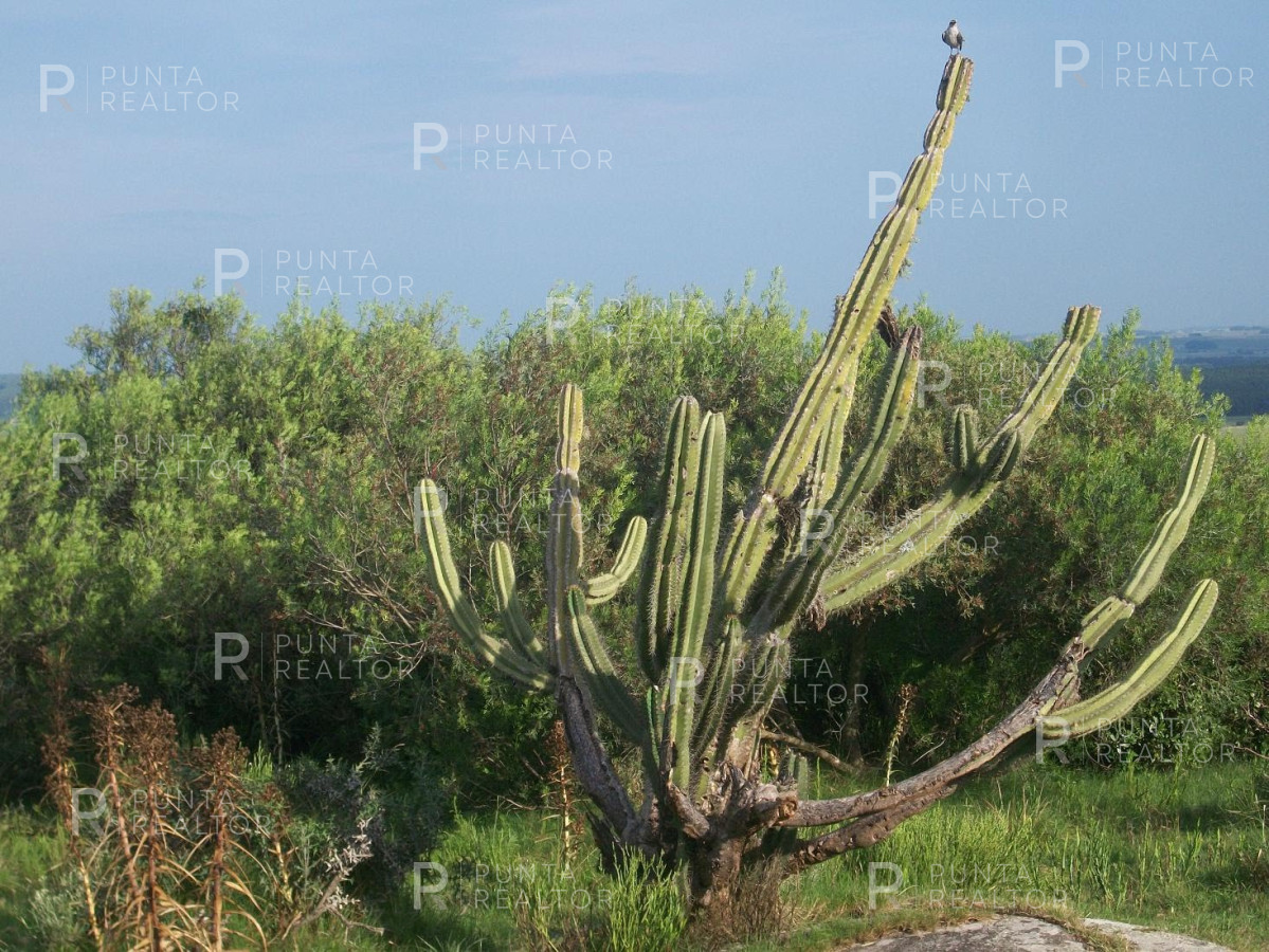 Chacra ID.159 - Chacra en Garzon imperdible, 10 hectáreas, con arroyo, monte.